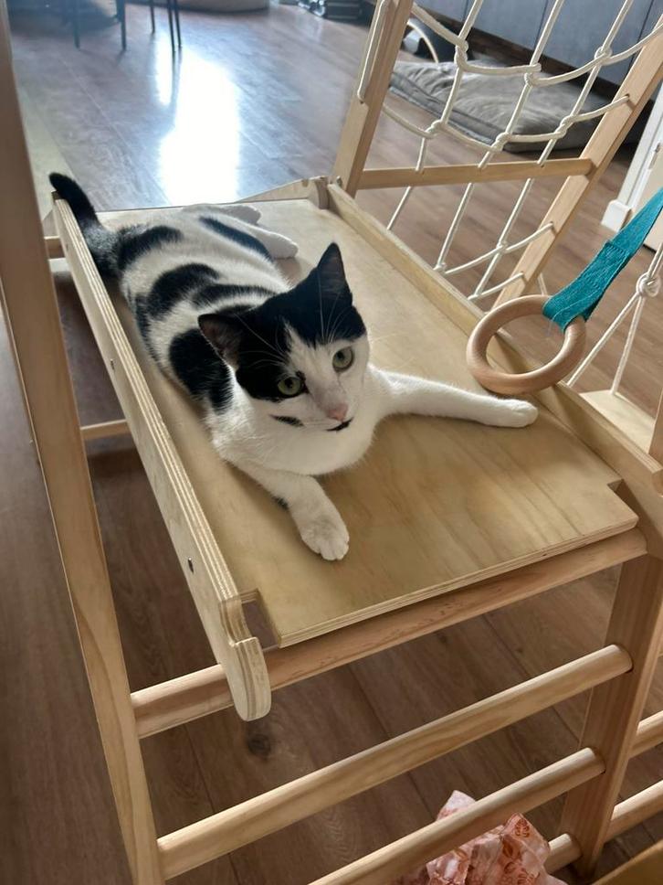 warm mandje voor Charlie de poes gezocht, Dieren en Toebehoren, Katten en Kittens | Overige Katten, Poes