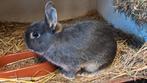 Dwergkonijn., Dieren en Toebehoren, Konijnen, Vrouwelijk, Dwerg