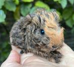 Lief CH teddy beertje, Dieren en Toebehoren, Knaagdieren, Cavia, Mannelijk, Tam, September