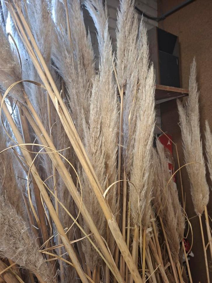 Pampasgras Pluimen - Decoratie, Huis en Inrichting, Woonaccessoires | Droogbloemen, Ophalen of Verzenden