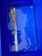 koi karper, Dieren en Toebehoren, Vissen | Vijvervissen, Karper of Koi