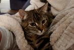 Lola is op zoek naar een fijn nieuw thuis, Dieren en Toebehoren, Poes