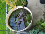 Waterlelue, Tuin en Terras, Vijvers, Ophalen