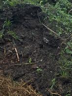 Compost Paardenmest - Natuurlijke Bodemverbeteraar, Ophalen, Compost