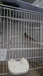 Parva putters man, Dieren en Toebehoren, Vogels | Kanaries