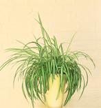 Graslelie (Chlorophytum Comosum), Ophalen, Halfschaduw, Minder dan 100 cm