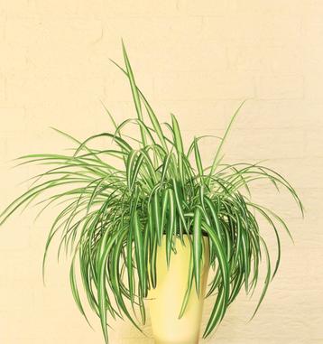 Graslelie (Chlorophytum Comosum)

 beschikbaar voor biedingen