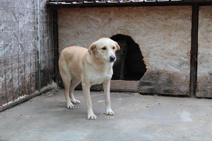 Lieve Bella ter adoptie!, Dieren en Toebehoren, Honden | Niet-rashonden, Groot, Teef, Particulier, Eén hond, Buitenland, 3 tot 5 jaar