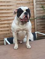Onze Einstein en Thiago staan ter dekking, Nederland, Reu, CDV (hondenziekte), Bulldog