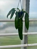 Anthurium wendlingeri, Overige soorten, Vaste plant, Ophalen of Verzenden, Bloeit niet