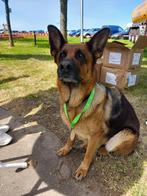 Gezocht Duitse Herder teef (1 á 2 jaar oud), Dieren en Toebehoren, Honden | Herdershonden en Veedrijvers, Rabiës (hondsdolheid)