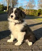 Border Collie pups, Dieren en Toebehoren, Honden | Herdershonden en Veedrijvers, Collie, Meerdere, Meerdere dieren, Nederland