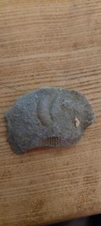 Fossiel in steen 2, Verzamelen, Ophalen of Verzenden, Fossiel