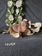 Kaninchen kortharige teckel pups, Dieren en Toebehoren, Kaninchen, CDV (hondenziekte), 8 tot 15 weken, Korthaar