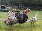 Kalkoenen 4x Hen & x Haan, Meerdere dieren, Kalkoen