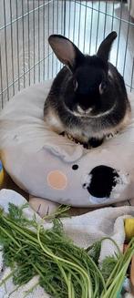 lapin chevre zoekt een ruim en liefdevol thuis, Mannelijk
