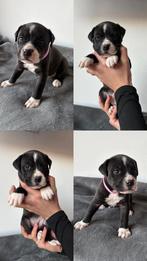 Amerikaanse bulldog pups zoeken hun gouden mandje, Dieren en Toebehoren, Bulldog, Meerdere, Meerdere dieren, Nederland