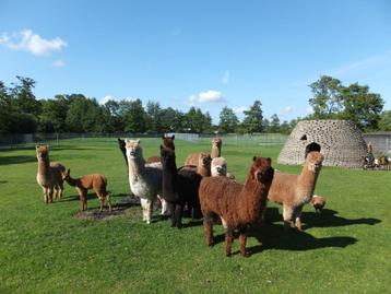 ALPACA WOL / VACHTEN beschikbaar voor biedingen
