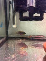 Kersenbuikjes koppel, Vis, Zoetwatervis