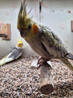 Valkparkieten, Dieren en Toebehoren, Vogels | Parkieten en Papegaaien