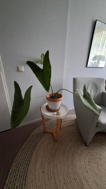 Zebraplant met 4 bladeren + 1 in wording! beschikbaar voor biedingen