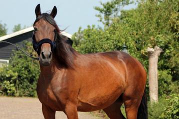 Super betrouwbare e pony merrie  beschikbaar voor biedingen