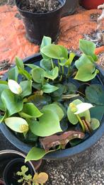 Waterlelies, Ophalen, Volle zon, Vaste plant, Vijverplanten