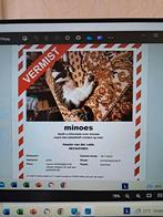 Poes vermist roerdompstraat drachten, Dieren en Toebehoren, Vermiste en Gevonden Dieren