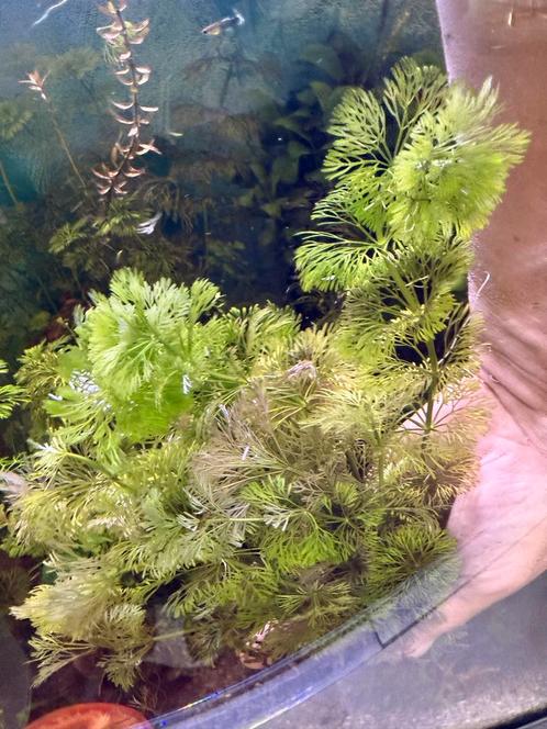 Mooie gezonde bos cabomba 10 stelen €5, Dieren en Toebehoren, Vissen | Aquaria en Toebehoren, Nieuw, Plant(en), Steen of Hout