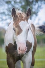 Apart getekend Champagne Bont merrieveulen, Dieren en Toebehoren, Paarden, Merrie, Minder dan 160 cm, Gechipt, 0 tot 2 jaar