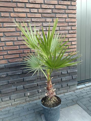 Washingtonia Robusta, Mexicaanse waaierpalm. In 27 cm pot. beschikbaar voor biedingen