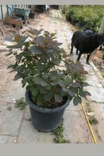 Pruikenboom Potgekweekt !, Ophalen, Overige soorten, Volle zon