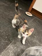 Kitten te koop, Dieren en Toebehoren, Katten en Kittens | Overige Katten, Poes, Kortharig, 0 tot 2 jaar