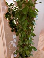 Drakenklimop (Epipremnum aureum) - Makkelijke kamerplant, Huis en Inrichting, Kamerplanten, Ophalen of Verzenden, Halfschaduw