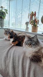 Nieuw huisje gezocht voor lapjespoes en ragdol mix met perz, Dieren en Toebehoren, Poes