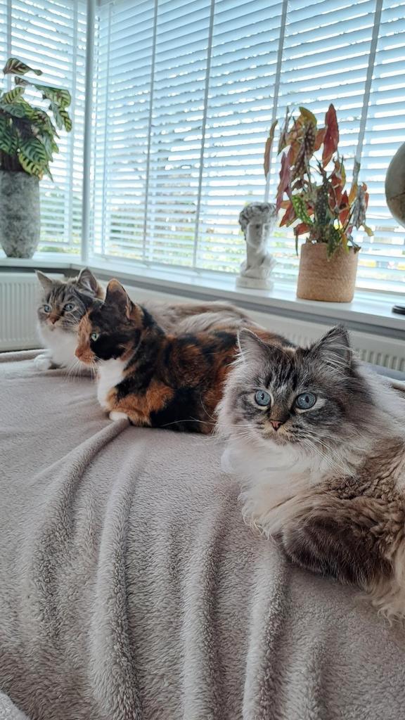 Nieuw huisje gezocht voor lapjespoes en ragdol mix met perz, Dieren en Toebehoren, Katten en Kittens | Raskatten | Langhaar, Poes
