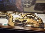 Retic Python 100 % HET orange, Dieren en Toebehoren, Reptielen en Amfibieën, Slang, 3 tot 6 jaar