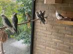 Jonge valkparkieten geringd, Dieren en Toebehoren, Meerdere dieren, Overige soorten