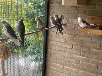 Jonge valkparkieten geringd beschikbaar voor biedingen