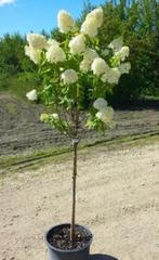 Limelight hortensia op stam, Tuin en Terras, Ophalen of Verzenden, Hortensia, Struik, 100 tot 250 cm