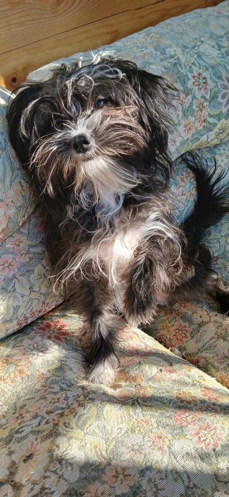 Kruising Yorky Mathezer, Dieren en Toebehoren, Dierenvoeding, Hond, Ophalen of Verzenden