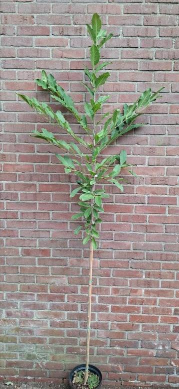 Magnolia stellata 'royal star' beschikbaar voor biedingen