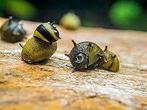 Clithon corona 'sun snail' - Koidream Valburg, Dieren en Toebehoren, Slak of Weekdier, Zoetwatervis