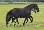 ##Gave elite fokmerrie uit super lijn San amour x Ramiro##, Dieren en Toebehoren, Merrie