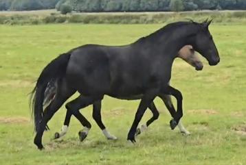 ##Gave elite fokmerrie uit super lijn San amour x Ramiro## beschikbaar voor biedingen
