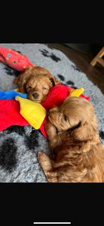 Mini doodle pups 🐶, Dieren en Toebehoren, Honden | Niet-rashonden, CDV (hondenziekte), 8 tot 15 weken, Meerdere, Meerdere dieren
