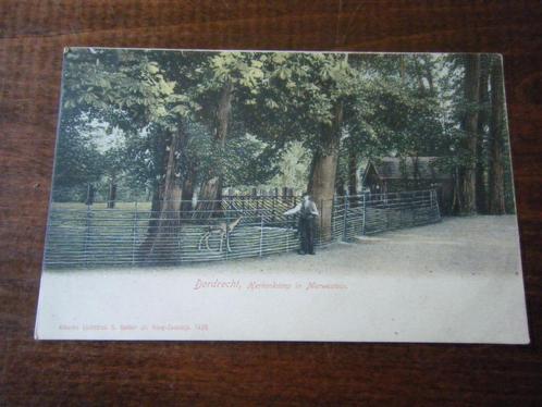 M28 - Dordrecht - Merwestein - 1903 - Mooie kaart, Verzamelen, Ansichtkaarten | Nederland, Zuid-Holland, Voor 1920, Ophalen of Verzenden