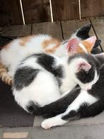 Kittens, Dieren en Toebehoren, Katten en Kittens | Overige Katten, Meerdere dieren, Kortharig, 0 tot 2 jaar