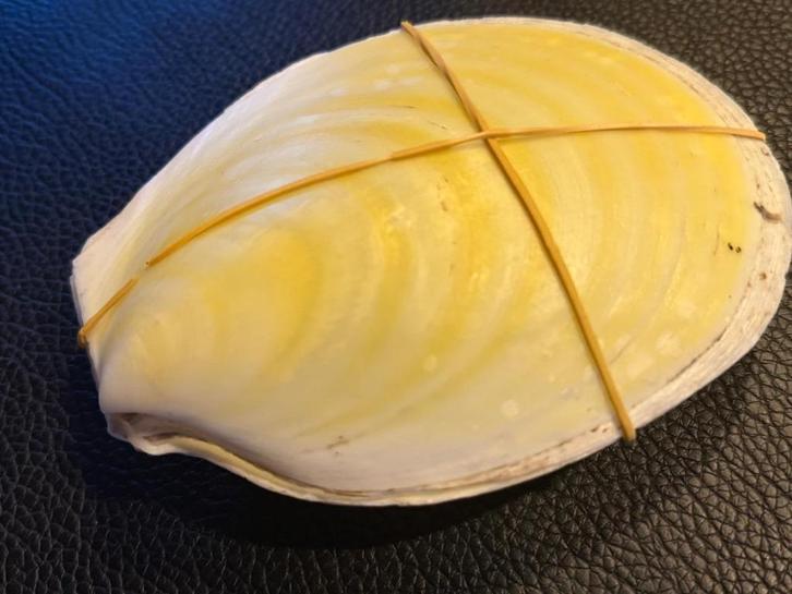 schelpen Lima Rathbuni 13,8 cm, Verzamelen, Mineralen en Fossielen, Schelp(en), Ophalen of Verzenden