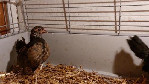 Antwerpse baardkriel, Dieren en Toebehoren, Pluimvee, Kip, Vrouwelijk